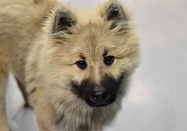 Dog Eurasier Olaf Blue