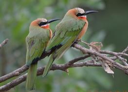 Bird Wildlife Nature