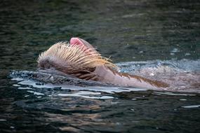 Walrus Water Animal
