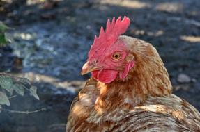 Hahn Comb Poultry