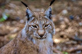 Lynx Big Cat Wild Animal
