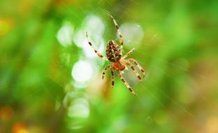 Crusader Arachnid Insect