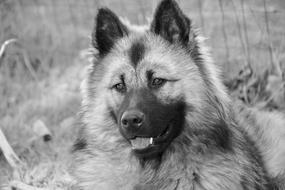 Dog Animal