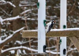 Bird Woodpecker Tree