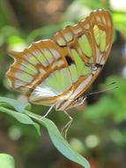 Butterfly Colorful Macro