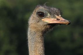 cute ostrich head