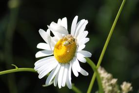 Bee Insect Flower