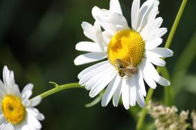 Bee Spider Wildflower