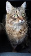 Cat Cute Animal