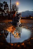 Cat Tiger Puddle
