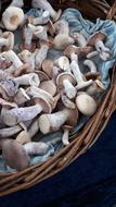 Fresh raw mushrooms in a basket