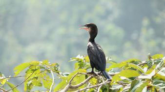 Little Cormorant Bird Avian