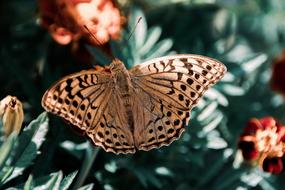 Butterfly Insect