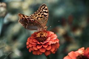 Butterfly Antennae Wings