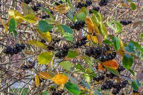 wild black berries in the garden
