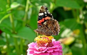 Butterfly Insect Colored