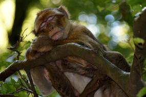 Monkey Sleeping Animal