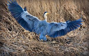 Heron Bird Animal