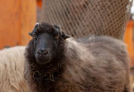 Sheep Farm Ranch