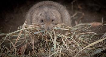 Prairie Dog Animal Nature