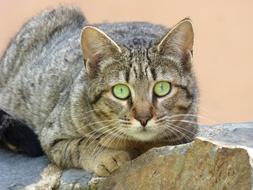 Cat Feline Look Stalking