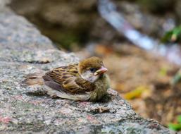 Bird Nature Outdoor