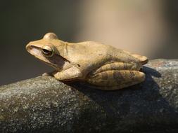 Frog Garden Thailand