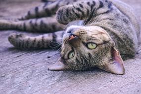 Cat Pets Cute