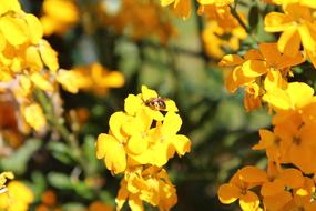 Wallflower Insect Bee Yellow
