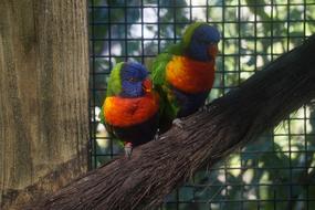 Lorikeet Zoo Bird