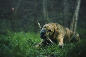Lawn Animal Dog