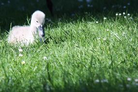little swan in the grass