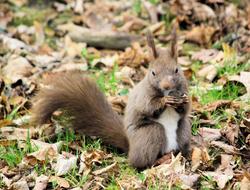 The Squirrel Animal Rodent eating in nature