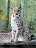 Feature The Eurasian Lynx Beast