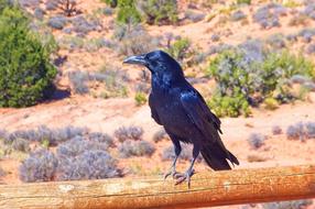 black crow on the fence