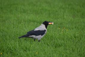 Crow Bird Grass