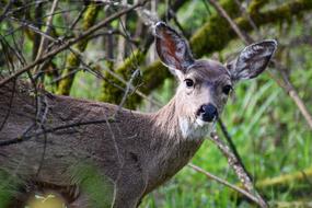 Deer Doe Animal