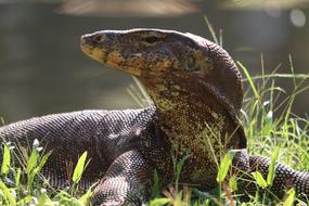 Monitor Lizard Reptile