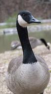 Goose Park Bird