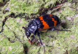 Beetle Carapace Insect