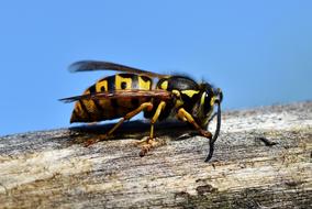 Hornet Insect Wasp