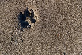 Paw Print