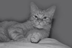 Cat Nice Kitten