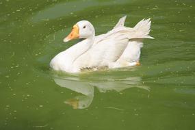 Pool Water Bird