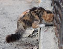 Cat Snuck Fence