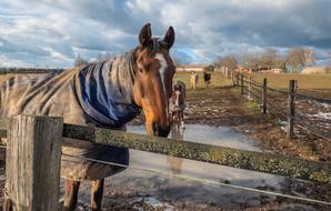 Paddock Horse Head