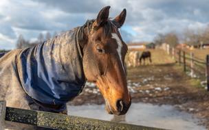 Paddock Horse Head