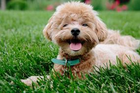 Puppy Dog Pet