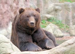 Bear Brown Kamchatka