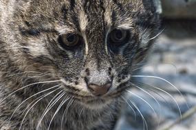 Cat Fishing Zoo